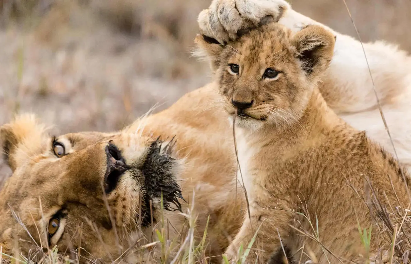 Adventures by Disney trips in Africa